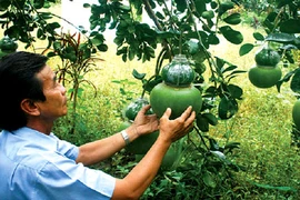 Về Phú Hữu ăn bưởi Năm Roi