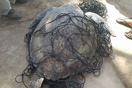 Bắt được rùa biển nặng 62kg
