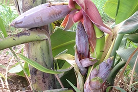 Kỳ lạ cây chuối trổ ba buồng