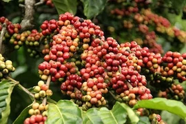 Dân 'găm' cà phê, doanh nghiệp thiếu hàng xuất khẩu