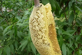 Ăn tổ ong rừng,14 người nhập viện, một tử vong