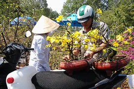 Người bán 'méo mặt' vì mai đồng loạt bung nở trước tết