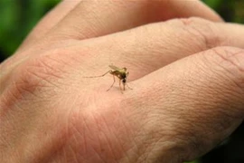Nguy cơ bùng phát dịch sốt xuất huyết tại Tây Nguyên