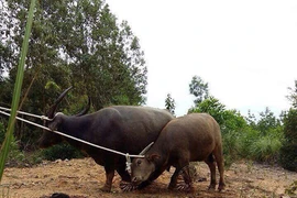 Bắt được 8 con ‘trâu điên’, dân vẫn sợ vì còn 2 con