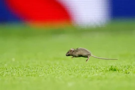 MU chịu nỗi nhục mới ở Old Trafford