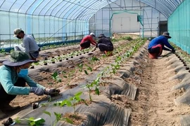 Sang Hàn hái ớt, cà chua... lương 40 triệu đồng/tháng