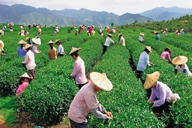 Đài Loan tiếp nhận lao động ngành nông nghiệp từ đầu năm nay