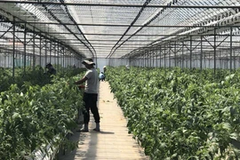 Cảnh báo 'cò' lừa đảo đưa lao động sang Hàn Quốc làm việc thời vụ