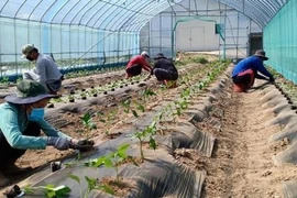 Sang Hàn Quốc trồng sâm, hái cà chua thu nhập 37 triệu đồng/tháng