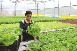 Không có chức năng vẫn thu tiền, hứa đưa sang Hàn Quốc làm thời vụ