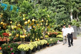 Bưởi Diễn vàng thơm hút khách Sài Gòn mùa Tết