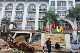 Các cơ quan chức năng nói gì về vụ cây xanh bật gốc ở trường Trần Văn Ơn