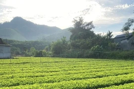 Cha mẹ muốn cắt đất cho con để xây nhà, cần thực hiện thủ tục gì?
