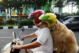 Hiểu đúng về quy định chở chó, mèo trên xe máy khi tham gia giao thông