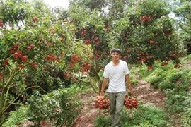 Giá vải thiều Việt bán tại Thái Lan 200.000 đồng/kg