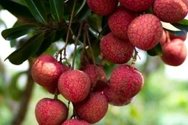 Vải đầu vụ Bắc Giang bán cho Trung Quốc giá cao