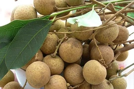 'Giấy thông hành' cho trái nhãn Việt vào Úc 