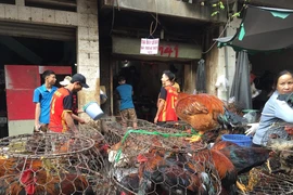Mỗi tuần người nuôi gà vùng Đông Nam bộ lỗ 62,5 tỉ đồng