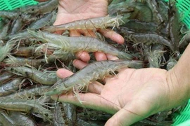 Phát hiện cơ sở nghi sản xuất giả thuốc nuôi trồng thủy sản