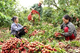 Một tấn vải thiều đầu tiên chính thức bay sang Nhật