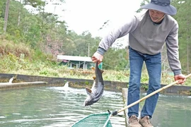 Cá tầm Trung Quốc siêu rẻ quá nhiều, hạ 'đo ván' cá trong nước