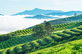 Đà Lạt được nhiều khách chọn đi du lịch lễ 30-4