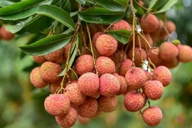 Vải thiều Bắc Giang sẽ quảng bá trên Alibaba