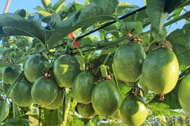 Chanh dây thắng lớn, có người bỏ túi 2 tỉ đồng