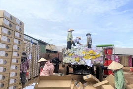 Lý do gần 1 triệu cành hoa Đà Lạt xuất khẩu bị nghiền làm phân