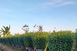 Thiếu hoa tết vì nhà vườn không dám trồng?