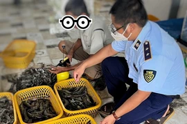 Phát hiện cơ sở thu mua bơm tạp chất vào tôm sú