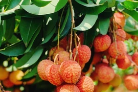 Hơn 100 thương nhân Trung Quốc được nhập cảnh mua vải thiều Bắc Giang 