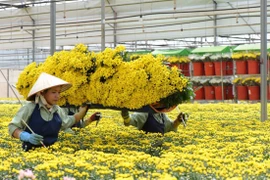 Tết 2023, giá hoa dự báo sẽ tăng 10- 30%