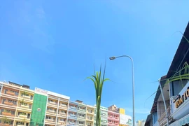 Mía vàng hút khách ngày vía Ngọc Hoàng 