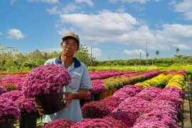 Nhiều giống hoa mới tại chợ hoa xuân Bình Điền năm 2024 