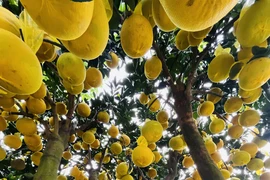 Chậu bưởi Diễn trưng Tết 'khủng' xuất hiện tại TP.HCM