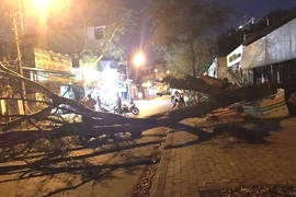 Cây bật gốc đè 2 mẹ con ở TP Thủ Đức 