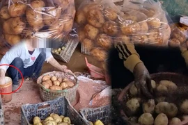 Kiến nghị xử lý 'Hô biến' khoai tây Trung Quốc thành nông sản Đà Lạt