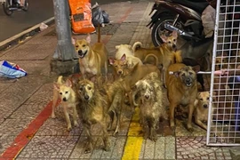 Video: Bị phạt 64 triệu đồng vì nuôi chó gây ô nhiễm môi trường