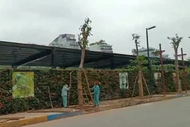 Video: Trồng cây giáng hương thay thế hàng nhãn ở không gian đi bộ Trịnh Công Sơn