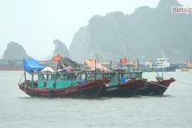 Hạ Long: Tàu thuyền đã về neo đậu an toàn tại các cảng cá