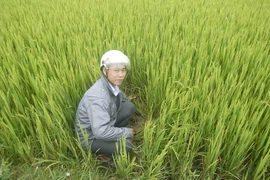 Lúa chết khô, thủy điện vẫn không 'chịu' xả nước 