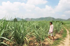 Yêu cầu khởi tố vụ doanh nghiệp phá hoa màu của dân