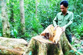 Khởi tố vụ chặt 13 cây gỗ quý trong rừng phòng hộ
