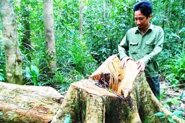 Bắt giam người chủ mưu chặt 13 cây gỗ quý 