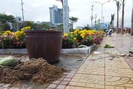 Đường hoa ở Phú Yên bị 'cướp'