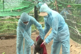 Xuất hiện ổ dịch cúm A/H5N6 độc lực cực mạnh