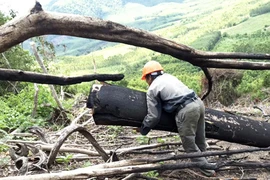Rừng bị phá, 100% kiểm lâm bỏ phiếu không kỷ luật đồng nghiệp