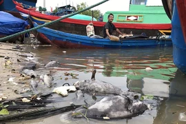 Cá mú ở Phú Yên chết hàng loạt do sốc nước ngọt