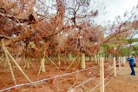 Hàng ngàn cây thông có nguy cơ chết do di thực 